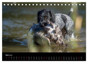 Jagdhunde bei der Arbeit (Tischkalender 2027 DIN A5 quer), CALVENDO Monatskalender