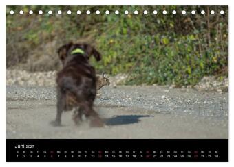 Jagdhunde bei der Arbeit (Tischkalender 2027 DIN A5 quer), CALVENDO Monatskalender
