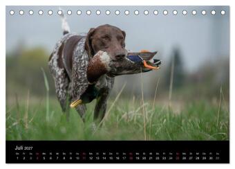 Jagdhunde bei der Arbeit (Tischkalender 2027 DIN A5 quer), CALVENDO Monatskalender