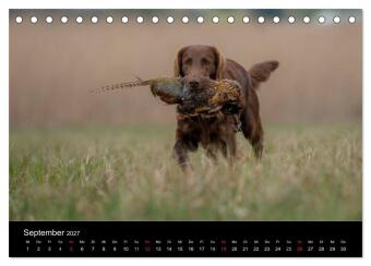 Jagdhunde bei der Arbeit (Tischkalender 2027 DIN A5 quer), CALVENDO Monatskalender