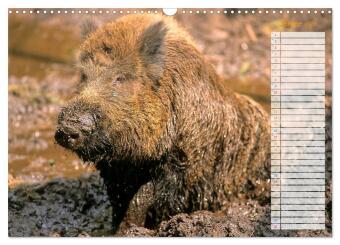 Tiere des Waldes (Wandkalender 2027 DIN A3 quer), CALVENDO Monatskalender