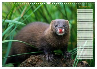 Tiere des Waldes (Wandkalender 2027 DIN A3 quer), CALVENDO Monatskalender