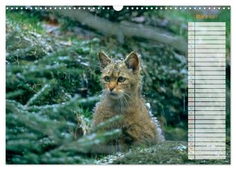 Tiere des Waldes (Wandkalender 2027 DIN A3 quer), CALVENDO Monatskalender