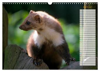 Tiere des Waldes (Wandkalender 2027 DIN A3 quer), CALVENDO Monatskalender