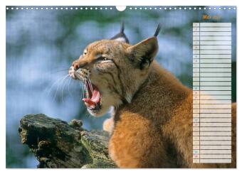 Tiere des Waldes (Wandkalender 2027 DIN A3 quer), CALVENDO Monatskalender