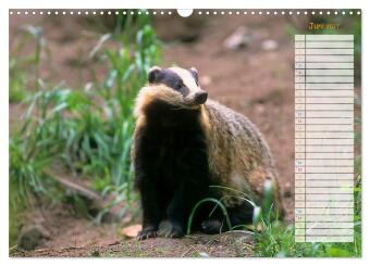 Tiere des Waldes (Wandkalender 2027 DIN A3 quer), CALVENDO Monatskalender