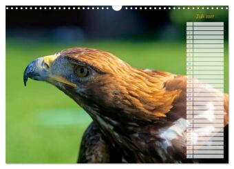 Tiere des Waldes (Wandkalender 2027 DIN A3 quer), CALVENDO Monatskalender