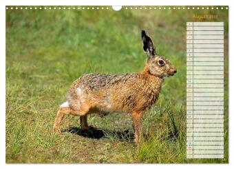 Tiere des Waldes (Wandkalender 2027 DIN A3 quer), CALVENDO Monatskalender