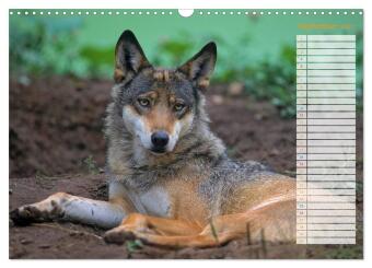 Tiere des Waldes (Wandkalender 2027 DIN A3 quer), CALVENDO Monatskalender