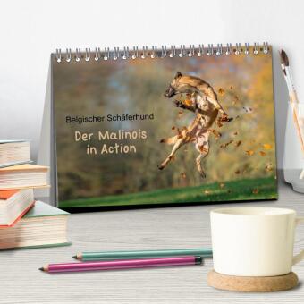 Belgischer Schäferhund - Der Malinois in Action (Tischkalender 2027 DIN A5 quer), CALVENDO Monatskalender