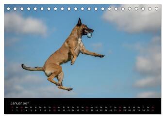 Belgischer Schäferhund - Der Malinois in Action (Tischkalender 2027 DIN A5 quer), CALVENDO Monatskalender