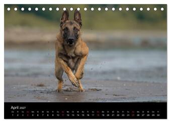Belgischer Schäferhund - Der Malinois in Action (Tischkalender 2027 DIN A5 quer), CALVENDO Monatskalender