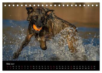Belgischer Schäferhund - Der Malinois in Action (Tischkalender 2027 DIN A5 quer), CALVENDO Monatskalender
