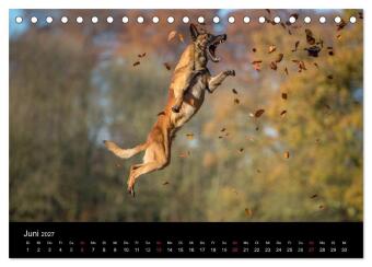 Belgischer Schäferhund - Der Malinois in Action (Tischkalender 2027 DIN A5 quer), CALVENDO Monatskalender