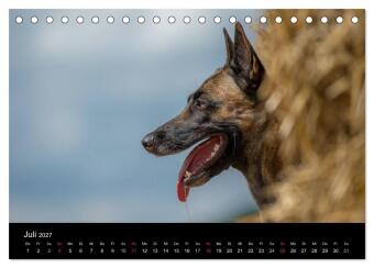 Belgischer Schäferhund - Der Malinois in Action (Tischkalender 2027 DIN A5 quer), CALVENDO Monatskalender