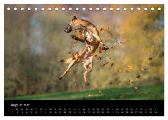 Belgischer Schäferhund - Der Malinois in Action (Tischkalender 2027 DIN A5 quer), CALVENDO Monatskalender