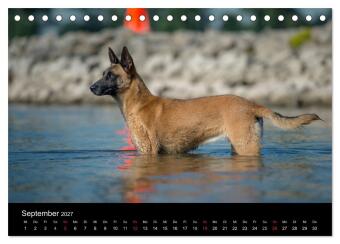 Belgischer Schäferhund - Der Malinois in Action (Tischkalender 2027 DIN A5 quer), CALVENDO Monatskalender