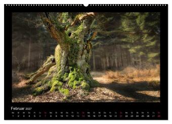 Märchenhafter Reinhardswald und Urwald Sababurg (hochwertiger Premium Wandkalender 2027 DIN A2 quer), Kunstdruck in Hochglanz