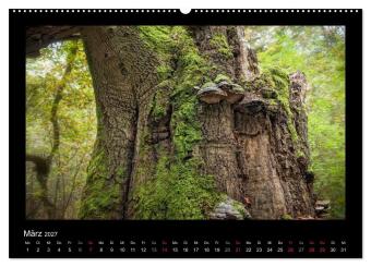 Märchenhafter Reinhardswald und Urwald Sababurg (hochwertiger Premium Wandkalender 2027 DIN A2 quer), Kunstdruck in Hochglanz