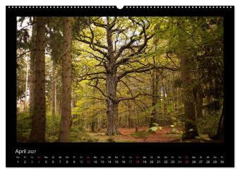 Märchenhafter Reinhardswald und Urwald Sababurg (hochwertiger Premium Wandkalender 2027 DIN A2 quer), Kunstdruck in Hochglanz