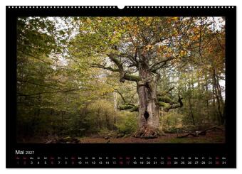 Märchenhafter Reinhardswald und Urwald Sababurg (hochwertiger Premium Wandkalender 2027 DIN A2 quer), Kunstdruck in Hochglanz