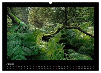 Märchenhafter Reinhardswald und Urwald Sababurg (hochwertiger Premium Wandkalender 2027 DIN A2 quer), Kunstdruck in Hochglanz