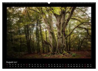 Märchenhafter Reinhardswald und Urwald Sababurg (hochwertiger Premium Wandkalender 2027 DIN A2 quer), Kunstdruck in Hochglanz