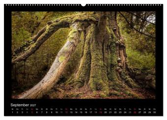 Märchenhafter Reinhardswald und Urwald Sababurg (hochwertiger Premium Wandkalender 2027 DIN A2 quer), Kunstdruck in Hochglanz