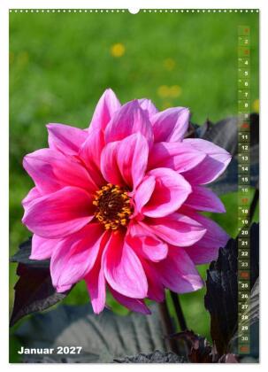 Dahlien - Blütenträume (Wandkalender 2027 DIN A2 hoch), CALVENDO Monatskalender