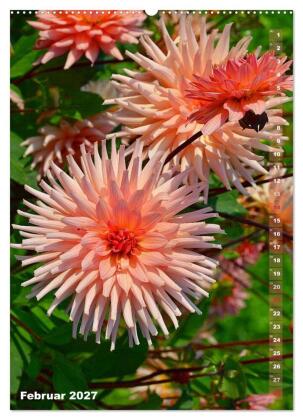 Dahlien - Blütenträume (Wandkalender 2027 DIN A2 hoch), CALVENDO Monatskalender