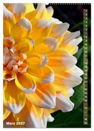 Dahlien - Blütenträume (Wandkalender 2027 DIN A2 hoch), CALVENDO Monatskalender