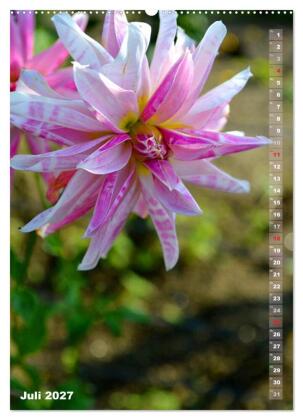 Dahlien - Blütenträume (Wandkalender 2027 DIN A2 hoch), CALVENDO Monatskalender
