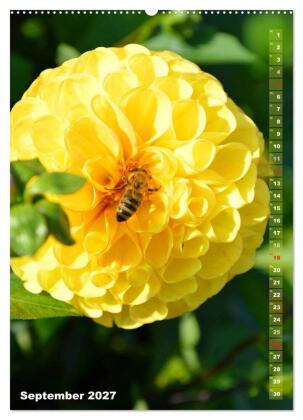 Dahlien - Blütenträume (Wandkalender 2027 DIN A2 hoch), CALVENDO Monatskalender