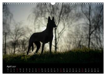 Belgische Schäferhunde - Der Malinois im Licht (Wandkalender 2027 DIN A3 quer), CALVENDO Monatskalender