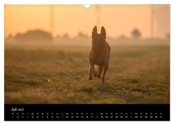 Belgische Schäferhunde - Der Malinois im Licht (Wandkalender 2027 DIN A3 quer), CALVENDO Monatskalender