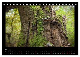 Märchenhafter Reinhardswald und Urwald Sababurg (Tischkalender 2027 DIN A5 quer), CALVENDO Monatskalender