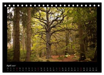 Märchenhafter Reinhardswald und Urwald Sababurg (Tischkalender 2027 DIN A5 quer), CALVENDO Monatskalender