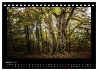 Märchenhafter Reinhardswald und Urwald Sababurg (Tischkalender 2027 DIN A5 quer), CALVENDO Monatskalender