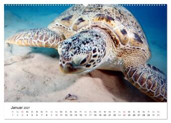 Highlights aus dem Meer - Tauchkalender (Wandkalender 2027 DIN A2 quer), CALVENDO Monatskalender