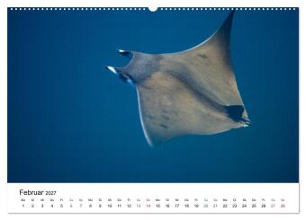 Highlights aus dem Meer - Tauchkalender (Wandkalender 2027 DIN A2 quer), CALVENDO Monatskalender