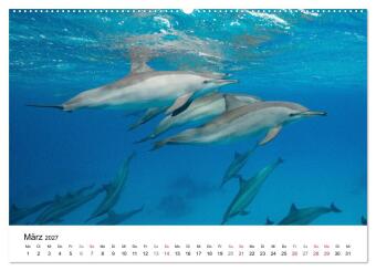 Highlights aus dem Meer - Tauchkalender (Wandkalender 2027 DIN A2 quer), CALVENDO Monatskalender