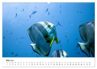 Highlights aus dem Meer - Tauchkalender (Wandkalender 2027 DIN A2 quer), CALVENDO Monatskalender