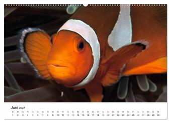 Highlights aus dem Meer - Tauchkalender (Wandkalender 2027 DIN A2 quer), CALVENDO Monatskalender