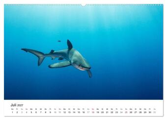 Highlights aus dem Meer - Tauchkalender (Wandkalender 2027 DIN A2 quer), CALVENDO Monatskalender