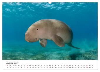 Highlights aus dem Meer - Tauchkalender (Wandkalender 2027 DIN A2 quer), CALVENDO Monatskalender