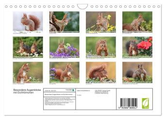 Besondere Augenblicke mit Eichhörnchen (Wandkalender 2027 DIN A4 quer), CALVENDO Monatskalender