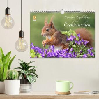 Besondere Augenblicke mit Eichhörnchen (Wandkalender 2027 DIN A4 quer), CALVENDO Monatskalender