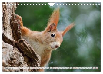 Besondere Augenblicke mit Eichhörnchen (Wandkalender 2027 DIN A4 quer), CALVENDO Monatskalender
