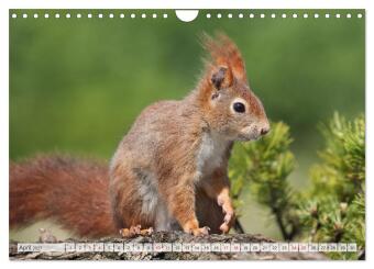 Besondere Augenblicke mit Eichhörnchen (Wandkalender 2027 DIN A4 quer), CALVENDO Monatskalender