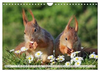 Besondere Augenblicke mit Eichhörnchen (Wandkalender 2027 DIN A4 quer), CALVENDO Monatskalender